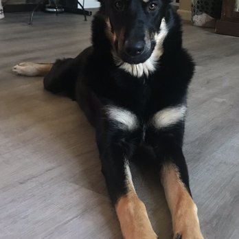 Karma Dog Training - Pet Training Near Me - Carlsbad, California