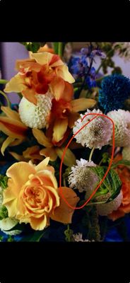 Flowerboy Project by null