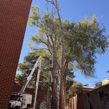 JQ Services - Tree Services Near Me - Trinidad, Colorado
