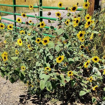 Coalton Trail Head - Sunflowers - Horseback Riding Near Me