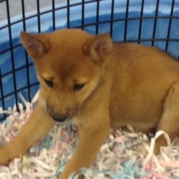 Shiba Inu female pup-$1000 Shiba Inu female pup-$1000