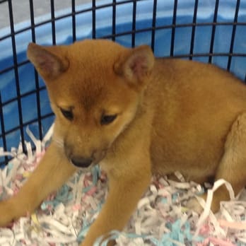 Puppies Galore & More - Shiba Inu female pup-$1000 - Pet Stores Near Me - Jacksonville, Florida Puppies Galore & More - Shiba Inu female pup-$1000 - Pet Stores Near Me - Jacksonville, Florida