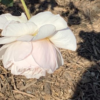 Homer  Briggs Park - #photography #flower - Parks Near Me - Ontario, California