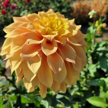 Triple Wren Farms - Florists Near Me - Ferndale, Washington Triple Wren Farms - Florists Near Me - Ferndale, Washington