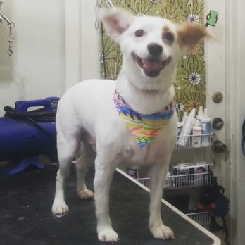 Pawpawrazzi Paw Spa - Bentley - Pet Groomers Near Me - Euless, Texas