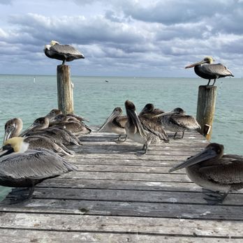 Lazy Days Restaurant - Pelicans, water, view, dock - Seafood Near Me - Islamorada, Florida
