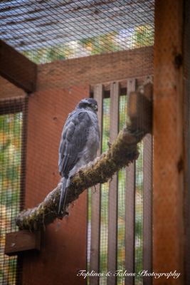 Cascades Raptor Center by null