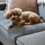 Photo of Carroll Gardens Pet Grooming
