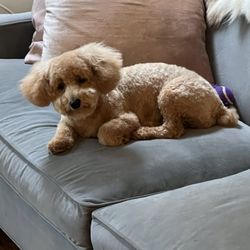 Carroll Gardens Pet Grooming