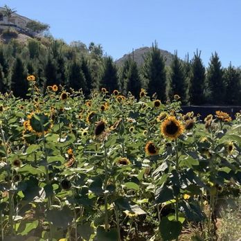 Pumpkin Station - Farms Near Me - Escondido, California