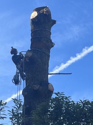 Tree Removal - Tree Removal Tree Removal - Tree Removal