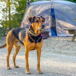 Sara's Campground - Bayside is pet friendly!