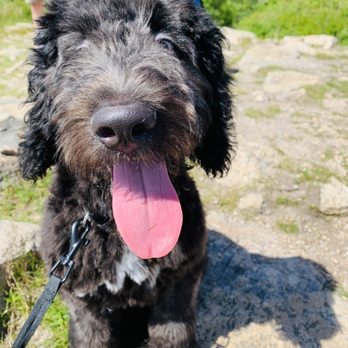 The Perfect Puppy - Our Danté - Pet Stores Near Me - Plainville, Massachusetts