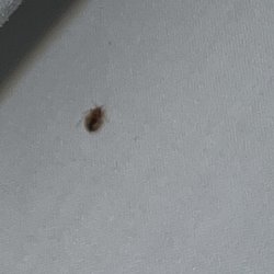 Holiday Inn Express Nogales - Bed bug crawling in the bed