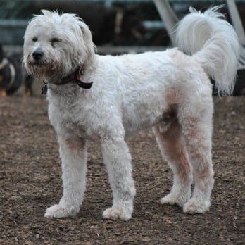 Your Pet's Assistant - Pet Sitting Near Me - Los Angeles, California