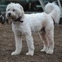Photo of Your Pet's Assistant