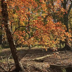Thielke Arboretum Glen Rock, NJ