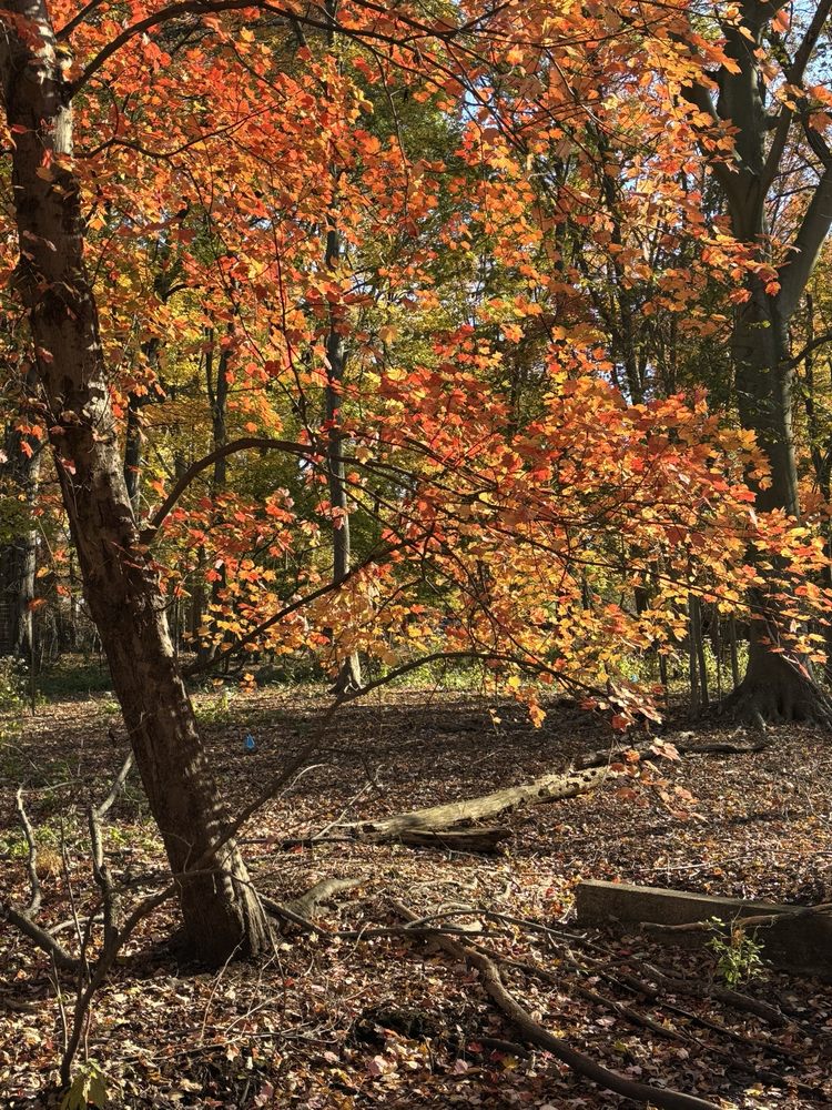 Thielke Arboretum Glen Rock, NJ