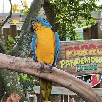 Gatorland - Parrot Gator - Zoos Near Me - Orlando, Florida Gatorland - Parrot Gator - Zoos Near Me - Orlando, Florida