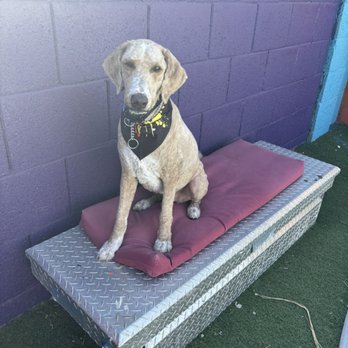 Paddock's Paws Pet Care & Training - Fabhar just got beautifully groomed by Ally she does such wonderful work and always very friendly. Thank you - Pet Training Near Me - Peoria, Arizona