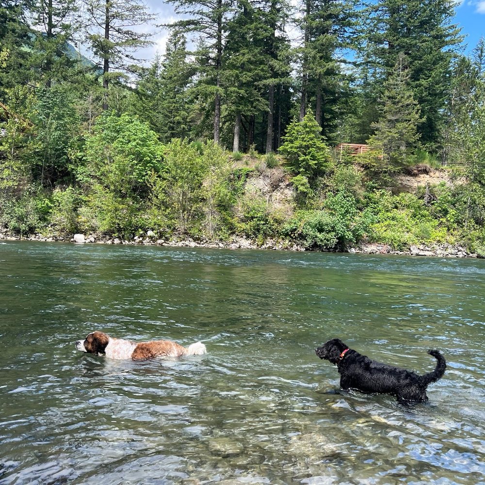 K9 Trail Trotter & Training Services - Pet Training Near Me - Tacoma, Washington K9 Trail Trotter & Training Services - Pet Training Near Me - Tacoma, Washington