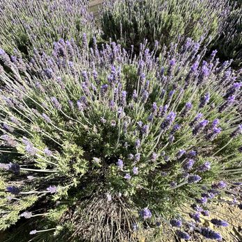 DAOU Vineyards - Lavender - Wineries Near Me - Paso Robles, California