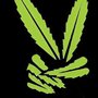 Photo of Rowe's CBD/THC Dispensary