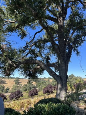 Denner Vineyards by null