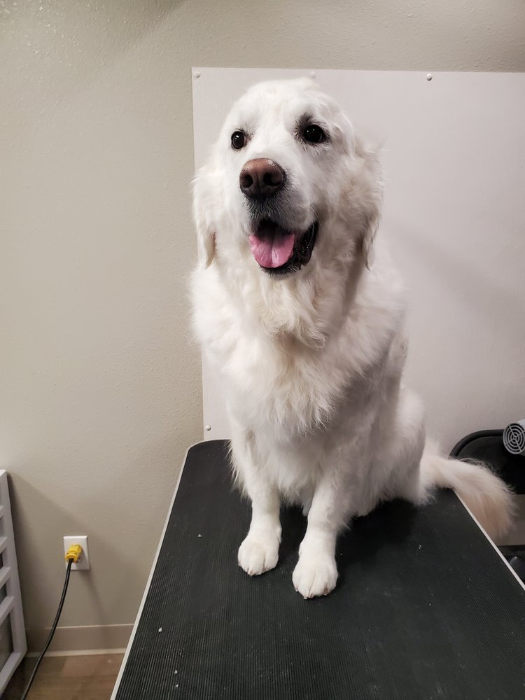 A DOG’S LIFE PROFESSIONAL GROOMING & CANINE MASSAGE Updated September