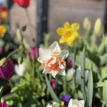 Tulipmania - Festivals Near Me - San Francisco, California Tulipmania - Festivals Near Me - San Francisco, California