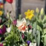 Photo of Tulipmania