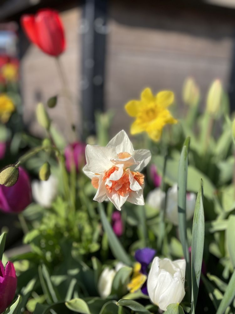 TULIPMANIA 84 Photos & 12 Reviews Pier 39, San Francisco