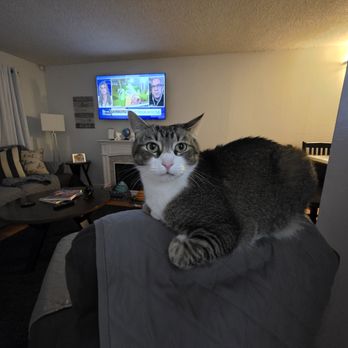 Think Clean Janitorial - Our cat loves to chill every night after we come home from a long day of work - Office Cleaning Near Me - Martinez, California Think Clean Janitorial - Our cat loves to chill every night after we come home from a long day of work - Office Cleaning Near Me - Martinez, California