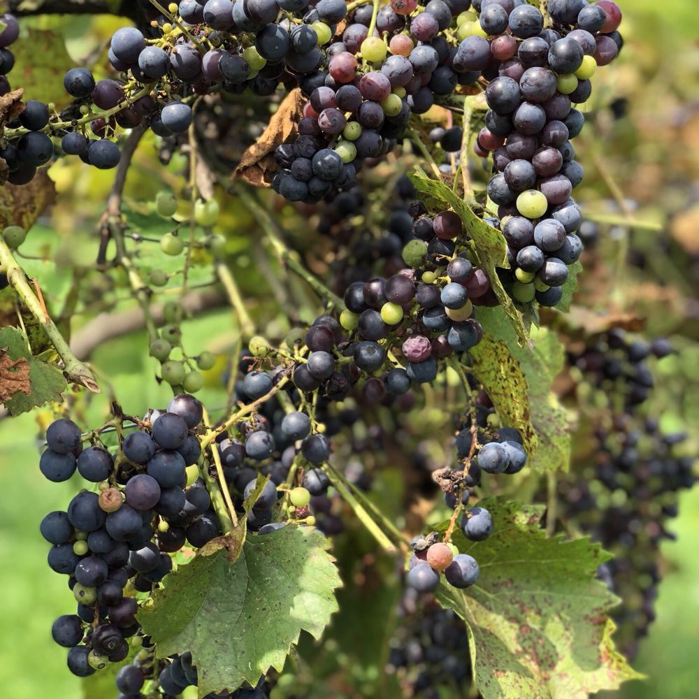 Appolo Vineyards - Wineries Near Me - Derry, New Hampshire Appolo Vineyards - Wineries Near Me - Derry, New Hampshire