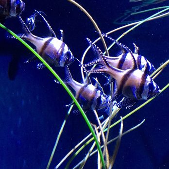 Seattle Aquarium - Aquariums Near Me - Seattle, Washington Seattle Aquarium - Aquariums Near Me - Seattle, Washington