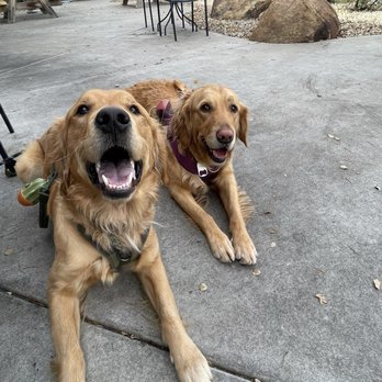 State 48 Brewery - Dogs on patio - New American Near Me - Surprise, Arizona