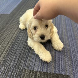 Happy Tails Pet Grooming - Rick after his first bath!