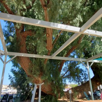 Joe's Farm Grill - Enourmous tree - American Near Me - Gilbert, Arizona Joe's Farm Grill - Enourmous tree - American Near Me - Gilbert, Arizona