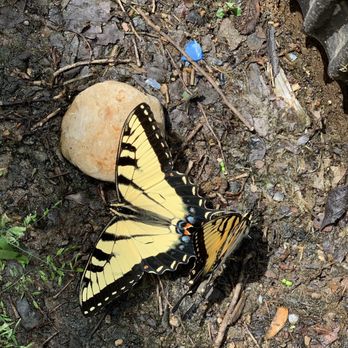 Antrim Park - Butterflies. - Parks Near Me - Columbus, Ohio Antrim Park - Butterflies. - Parks Near Me - Columbus, Ohio