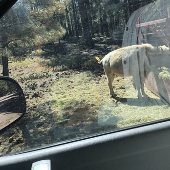 Bearizona - Zoos Near Me - Williams, Arizona