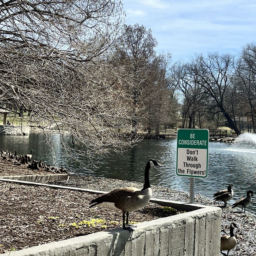 Goose ignoring the sign