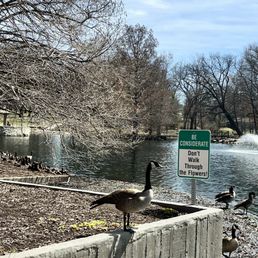 Goose ignoring the sign