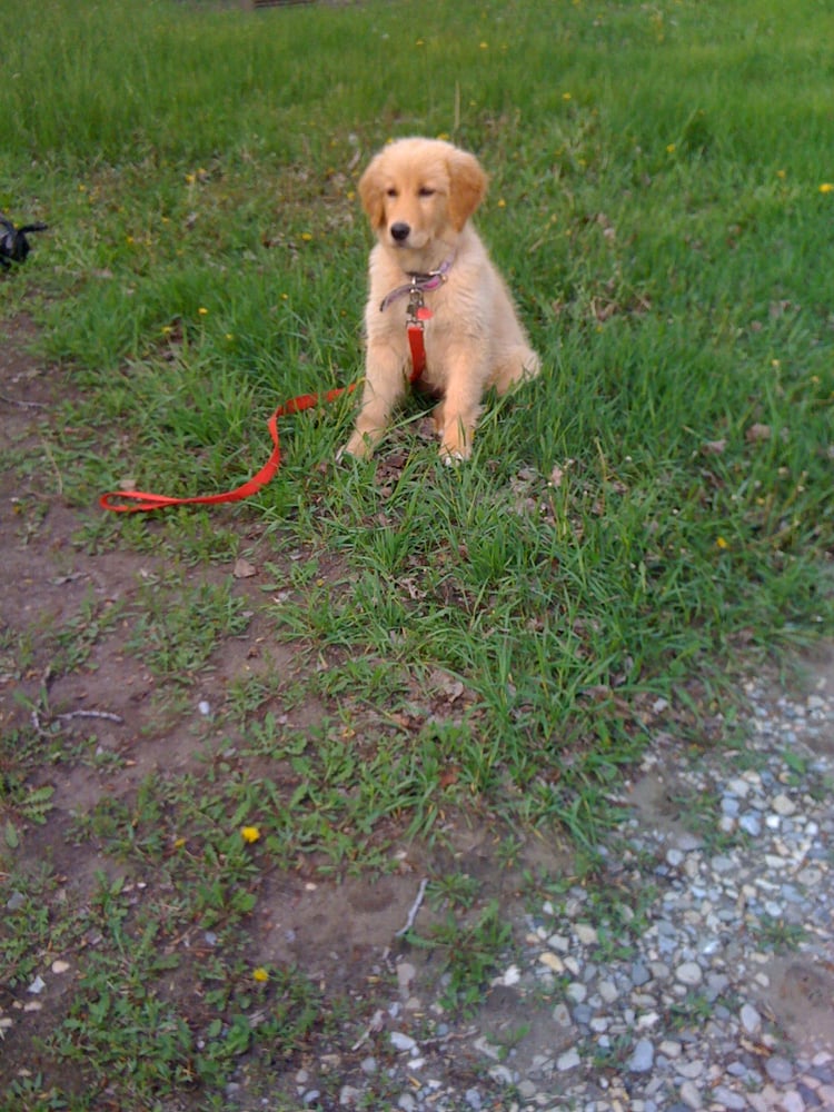 my best friend doggie daycare