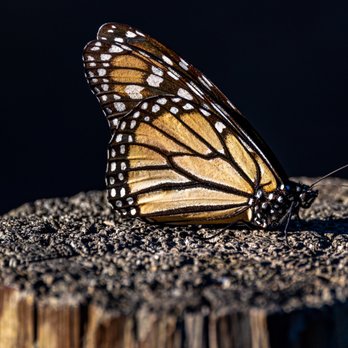 Monarch Butterfly Grove - Monarch Butterfly Grove - Pismo Beach, CA - Parks Near Me