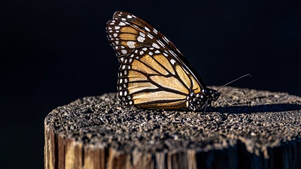 Monarch Butterfly Grove by null