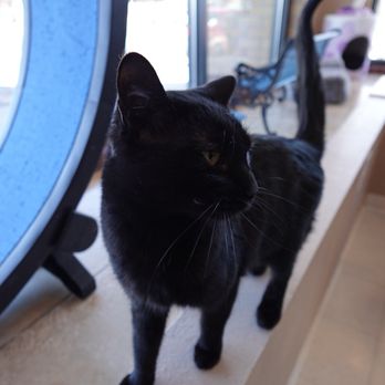 Catopia Cat Cafe - Pet Adoption Near Me - Albuquerque, New Mexico