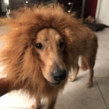 Holistic For Pets - Pet Stores Near Me - Sarasota, Florida