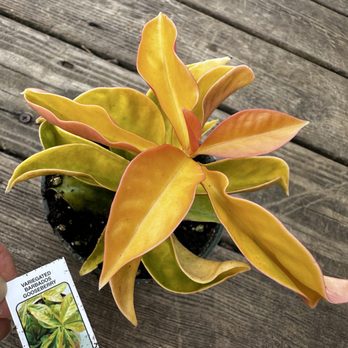 Treasure Gardens - Plant - Nurseries & Gardening Near Me - Cosby, Missouri