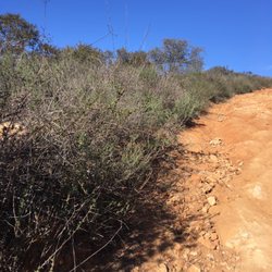 Cougar Ridge Trail