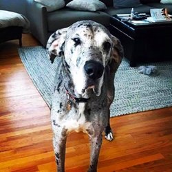 Kara's Pet Care - Luke Skywalker the Great Dane. He loves to overnights!